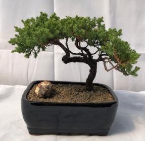 Juniper Bonsai Tree - Trained <br><i>(juniper procumbens nana)</i>