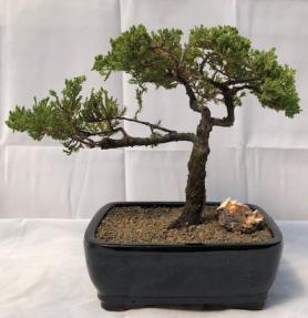 Juniper Bonsai Tree - Trained <br><i>(juniper procumbens nana)</i>