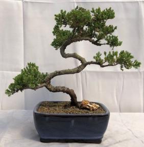 Juniper Bonsai Tree - Trained <br><i>(juniper procumbens nana)</i>