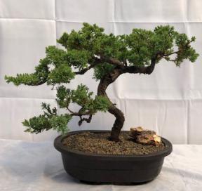 Juniper Bonsai Tree - Trained <br><i>(juniper procumbens nana)</i>