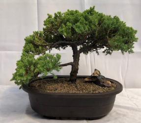 Juniper Bonsai Tree - Trained <br><i>(juniper procumbens nana)</i>