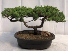 Juniper Bonsai Tree - Trained <br><i>(juniper procumbens nana)</i>