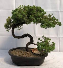 Juniper Bonsai Tree - Trained <br><i>(juniper procumbens nana)</i>