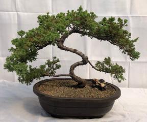 Juniper Bonsai Tree - Trained <br><i>(juniper procumbens nana)</i>