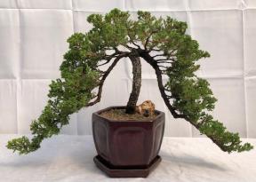 Juniper Bonsai Tree<br>Double Cascade Style<br><i>(juniper procumbens nana)</i>