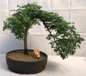 Flowering Brazilian Raintree Bonsai Tree<br><i>Cascade Style <br><i>(pithecellobium tortum)</i>