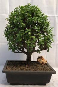 Baby Jade Bonsai Tree<br><i>(Portulacaria Afra)</i>