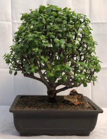 Baby Jade Bonsai Tree<br><i>(Portulacaria Afra)</i>