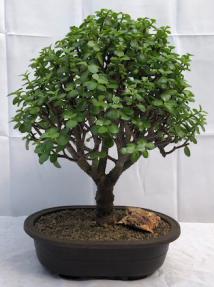 Baby Jade Bonsai Tree<br><i>(Portulacaria Afra)</i>