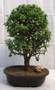 Baby Jade Bonsai Tree<br><i>(Portulacaria Afra)</i>