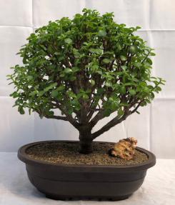 Baby Jade Bonsai Tree<br><i>(Portulacaria Afra)</i>