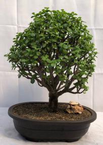 Baby Jade Bonsai Tree<br><i>(Portulacaria Afra)</i>