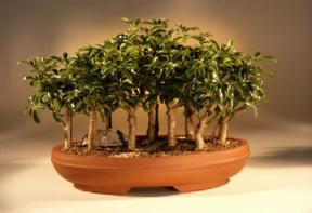 Hawaiian Umbrella Bonsai Tree<br><i>(arboricola schefflera)</i>