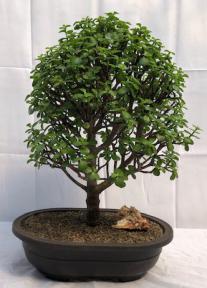 Baby Jade Bonsai Tree<br><i>(Portulacaria Afra)</i>