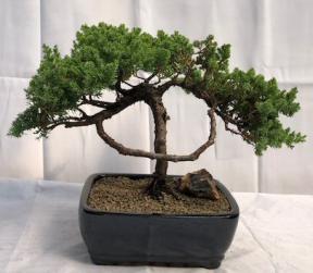 Juniper Bonsai Tree - Trained <br><i>(juniper procumbens nana)</i>