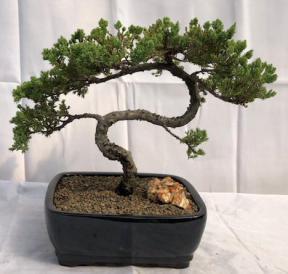 Juniper Bonsai Tree - Trained <br><i>(juniper procumbens nana)</i>