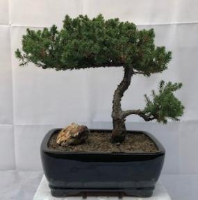 Juniper Bonsai Tree - Trained <br><i>(juniper procumbens nana)</i>