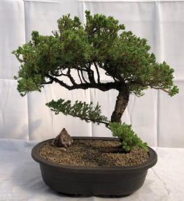 Juniper Bonsai Tree - Trained <br><i>(juniper procumbens nana)</i>