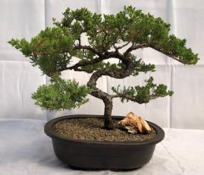 Juniper Bonsai Tree - Trained <br><i>(juniper procumbens nana)</i>