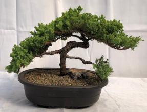 Juniper Bonsai Tree - Trained <br><i>(juniper procumbens nana)</i>