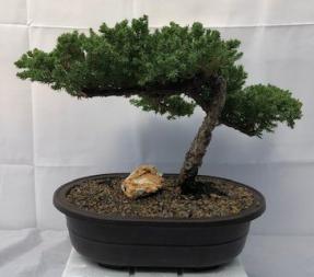 Juniper Bonsai Tree - Trained <br><i>(juniper procumbens nana)</i>