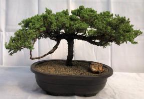 Juniper Bonsai Tree - Trained <br><i>(juniper procumbens nana)</i>