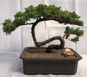 Juniper Bonsai Tree - Trained <br><i>(juniper procumbens nana)</i>