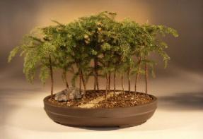 Norfolk Island Pine Bonsai Tree<br><i>(araucaria heterophila)</i>