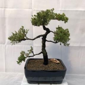 Juniper Bonsai Tree - Trained <br><i>(juniper procumbens nana)</i>