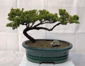 Juniper Bonsai Tree - Trained <br><i>(juniper procumbens nana)</i>