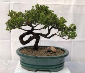 Juniper Bonsai Tree - Trained <br><i>(juniper procumbens nana)</i>