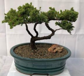 Juniper Bonsai Tree - Trained <br><i>(juniper procumbens nana)</i>