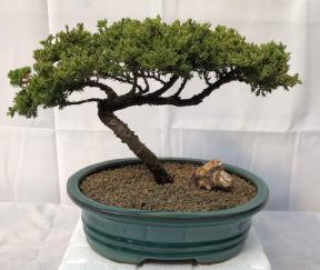 Juniper Bonsai Tree - Trained <br><i>(juniper procumbens nana)</i>