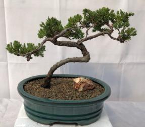 Juniper Bonsai Tree - Trained <br><i>(juniper procumbens nana)</i>