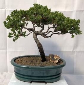 Juniper Bonsai Tree - Trained <br><i>(juniper procumbens nana)</i>