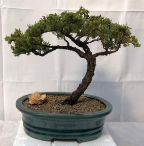 Juniper Bonsai Tree - Trained <br><i>(juniper procumbens nana)</i>