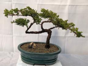 Juniper Bonsai Tree - Trained <br><i>(juniper procumbens nana)</i>