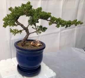 Juniper Bonsai Tree - Trained <br><i>(juniper procumbens nana)</i>