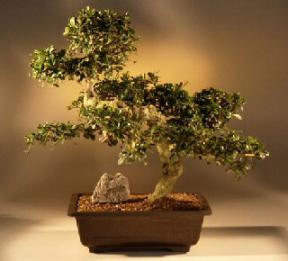 Fukien Tea Bonsai Tree<br><i>(carmona)</i>