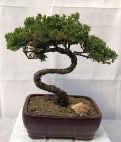 Juniper Bonsai Tree - Trained <br><i>(juniper procumbens nana)</i>