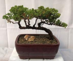 Juniper Bonsai Tree - Trained <br><i>(juniper procumbens nana)</i>