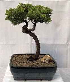 Juniper Bonsai Tree - Trained <br><i>(juniper procumbens nana)</i>