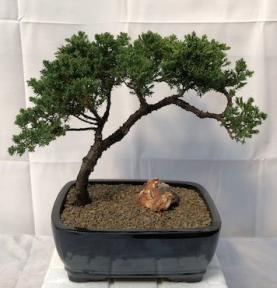 Juniper Bonsai Tree - Trained <br><i>(juniper procumbens nana)</i>