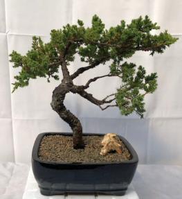 Juniper Bonsai Tree - Trained <br><i>(juniper procumbens nana)</i>