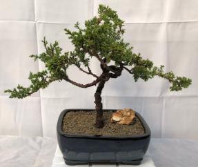 Juniper Bonsai Tree - Trained <br><i>(juniper procumbens nana)</i>