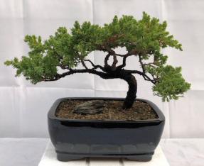 Juniper Bonsai Tree - Trained <br><i>(juniper procumbens nana)</i>