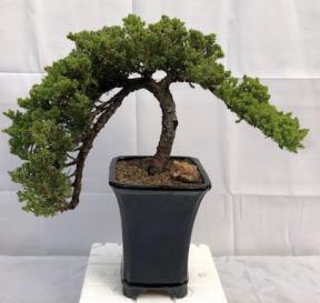 Juniper Bonsai Tree - Trained <br><i>(juniper procumbens nana)</i>