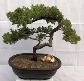 Juniper Bonsai Tree - Trained <br><i>(juniper procumbens nana)</i>