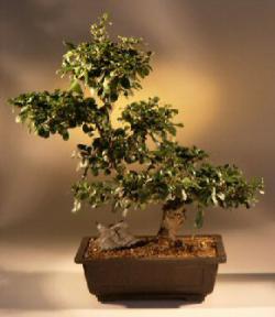 Fukien Tea Bonsai Tree<br><i>(ehretia microphylla)</i>