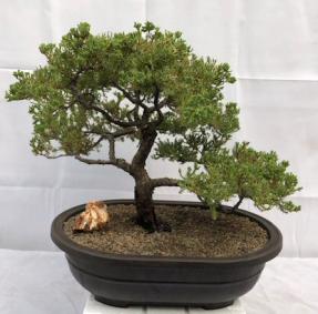 Juniper Bonsai Tree - Trained <br><i>(juniper procumbens nana)</i>